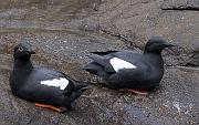 Pigeon Guillemot 1459